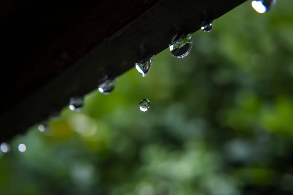 Close-up of clear water droplets dripping from a dark wooden roof fascia or beam, highlighting hidden moisture and active leaks against a blurry green background.